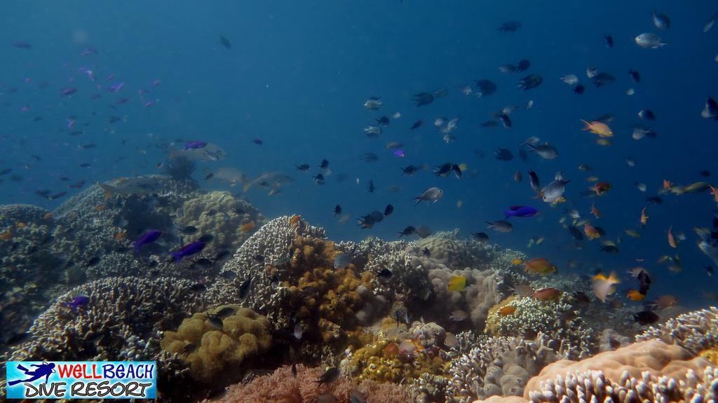 Wellbeach Dive Resort Zamboanguita  Ngoại thất bức ảnh